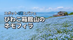 滋賀・びわこ箱館山のネモフィラ見頃はいつ？映えスポット4選と絶景パフェを堪能