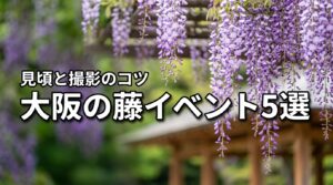 2026年大阪の藤イベント5選！最新の見頃や撮影のコツを伝授します