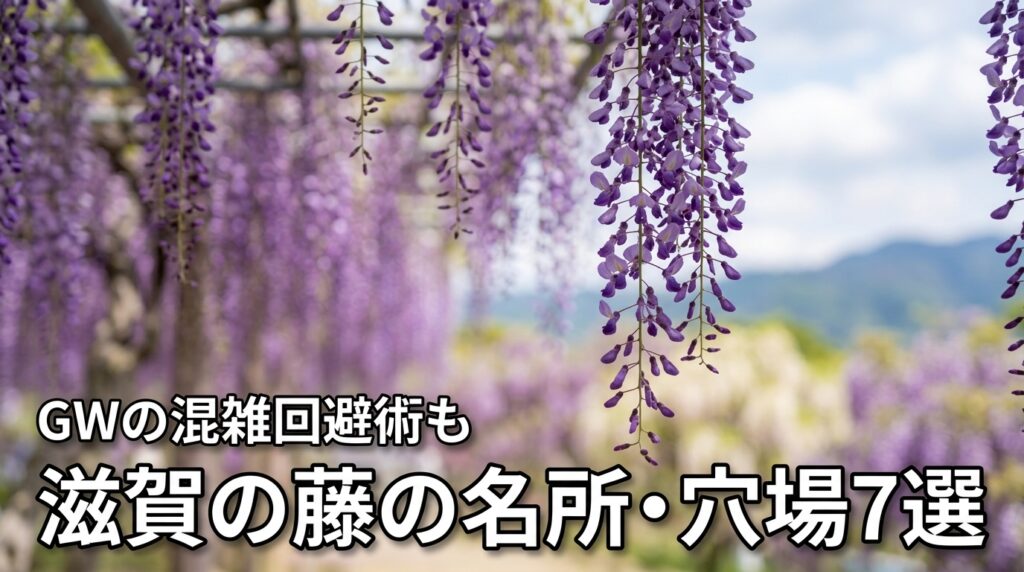 2026年最新！滋賀の藤の名所と穴場スポット7選｜GWの混雑回避術も紹介