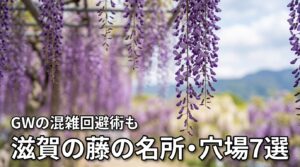 2026年最新！滋賀の藤の名所と穴場スポット7選｜GWの混雑回避術も紹介