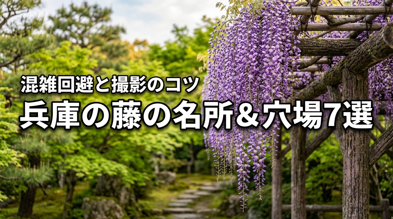 【兵庫】藤の名所と穴場スポット7選！混雑回避のコツや撮影術も紹介