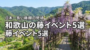 和歌山の藤イベント5選！日本一長いみやまの里の見頃や楽しみ方を公開
