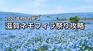 【2026年】滋賀のネモフィラ見頃は4月！祭りを満喫するブルーメの丘攻略術