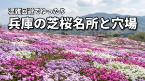 兵庫の芝桜名所、穴場はここが正解！混雑回避でゆったり鑑賞するコツ