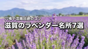 滋賀のラベンダー名所・穴場おすすめ7選！開花時期と混雑回避のコツ