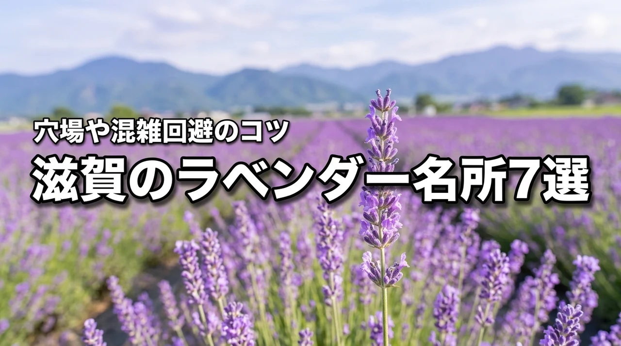 滋賀のラベンダー名所・穴場おすすめ7選！開花時期と混雑回避のコツ