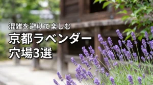 京都ラベンダーの穴場はここ！混まない名所3選を大公開