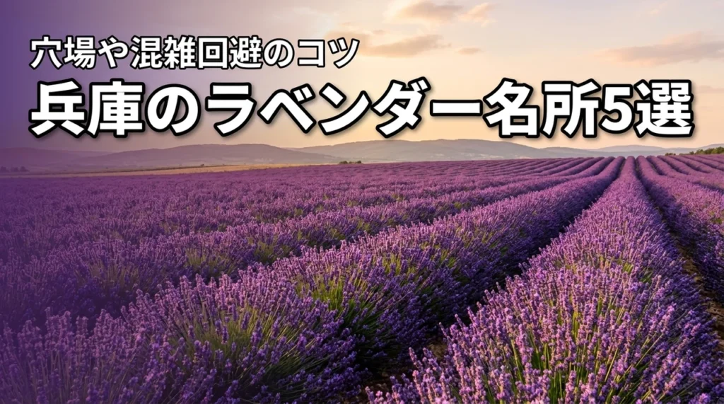 兵庫のラベンダー名所と穴場5選！混雑回避のポイントも詳しく紹介！