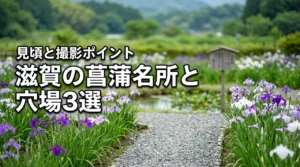 滋賀の菖蒲名所と穴場3選！見頃・アクセス・撮影ポイントおすすめ