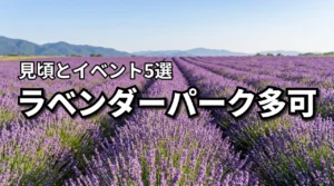 ラベンダーパーク多可の見頃とイベント5選！アクセス方法も徹底紹介